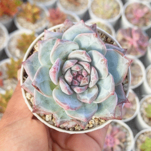 ECHEVERIA BLUE BIRD P8