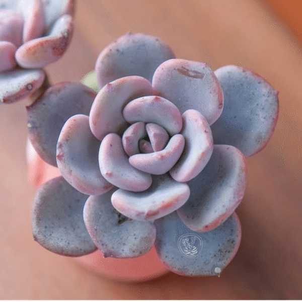ECHEVERIA AMARENSIS P8 #2 - Imagen 2