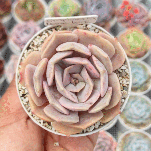 GRAPTOVERIA DEMIE LUNE P8