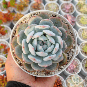 ECHEVERIA ORANGE MONROE P12