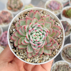 ECHEVERIA SHINEBRIGHT P8
