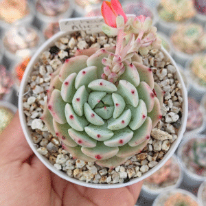 ECHEVERIA ALIENOR P8