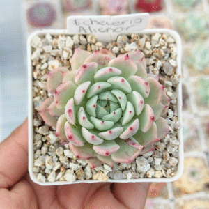 ECHEVERIA ALIENOR P7