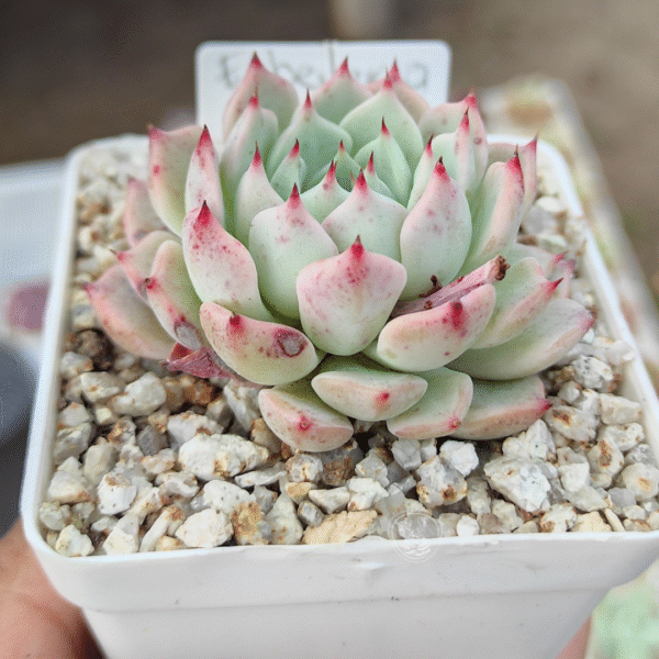 ECHEVERIA ALIENOR P7 - Imagen 2