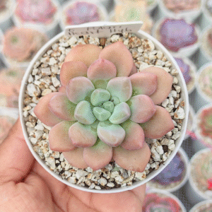GRAPTOVERIA POLARI HEART HYBRID P8