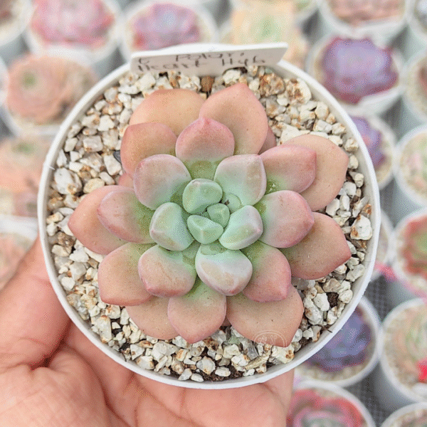 GRAPTOVERIA POLARI HEART HYBRID P8