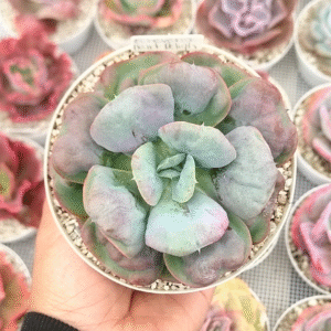 ECHEVERIA HEART DELIGHT P12