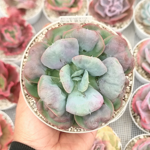 ECHEVERIA HEART DELIGHT P12