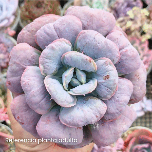 ECHEVERIA HEART DELIGHT P12 - Imagen 2