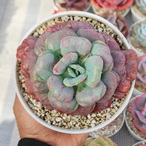ECHEVERIA HEART DELIGHT P14