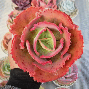 ECHEVERIA CUPENO P14 (EUROPEA)