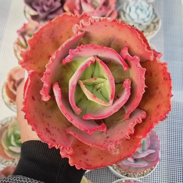ECHEVERIA CUPENO P14 (EUROPEA)
