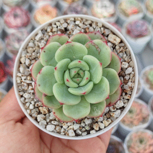 ECHEVERIA VICTORY P8 #1