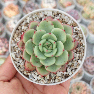 ECHEVERIA VICTORY P8 #2