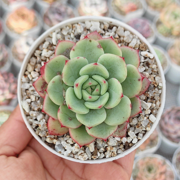 ECHEVERIA VICTORY P8 #2