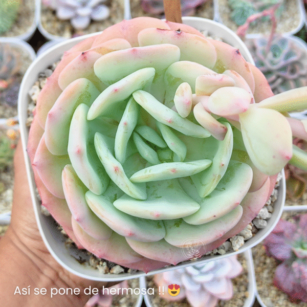ECHEVERIA PEACH GIRL P10 # 2 - Imagen 2