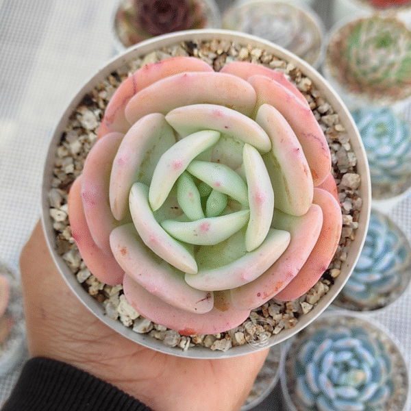 ECHEVERIA PEACH GIRL P10 # 2