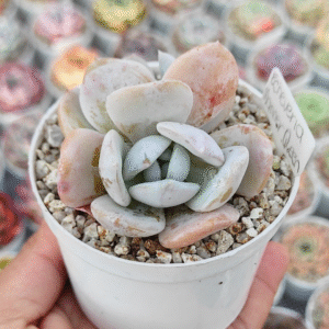 ECHEVERIA MANNER QUEEN P8