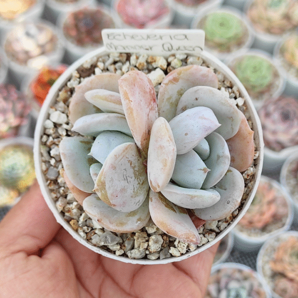 ECHEVERIA MANNER QUEEN P8 - Imagen 2