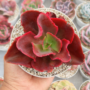 ECHEVERIA PAPYS ROSE P12