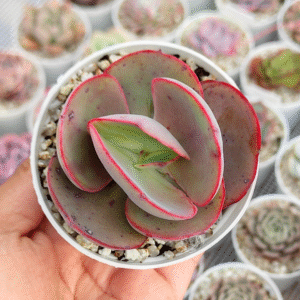 ECHEVERIA OPAL MOON P8