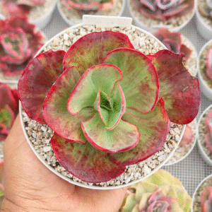 ECHEVERIA CATELLA VARIEGADA P12