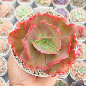 ECHEVERIA AQP8615 P12