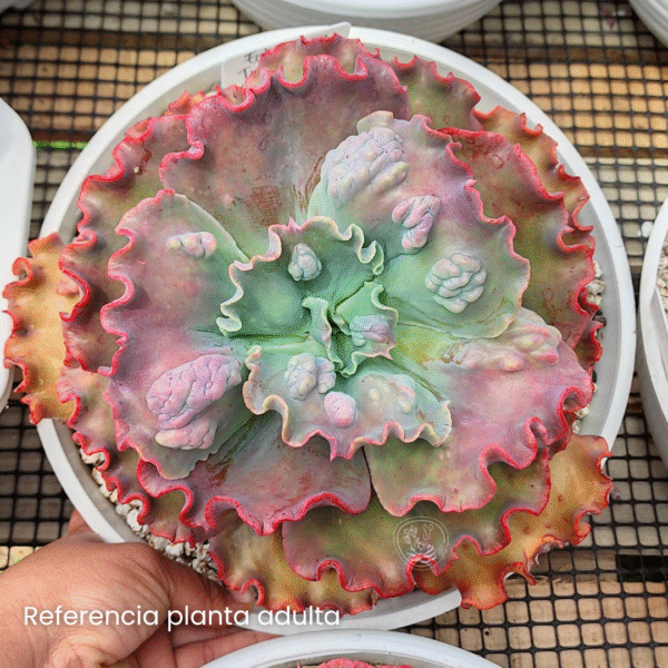 ECHEVERIA AQP8615 P12 - Imagen 2