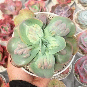 ECHEVERIA PAUL BUYAN P14