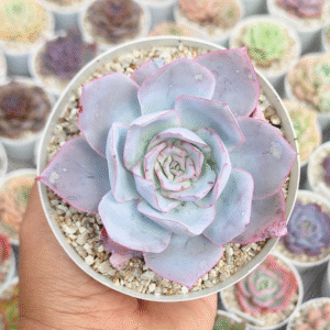 ECHEVERIA CANTE P10