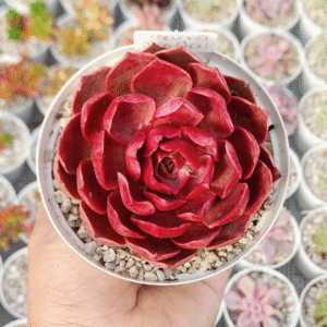 ECHEVERIA MON CHOU P10