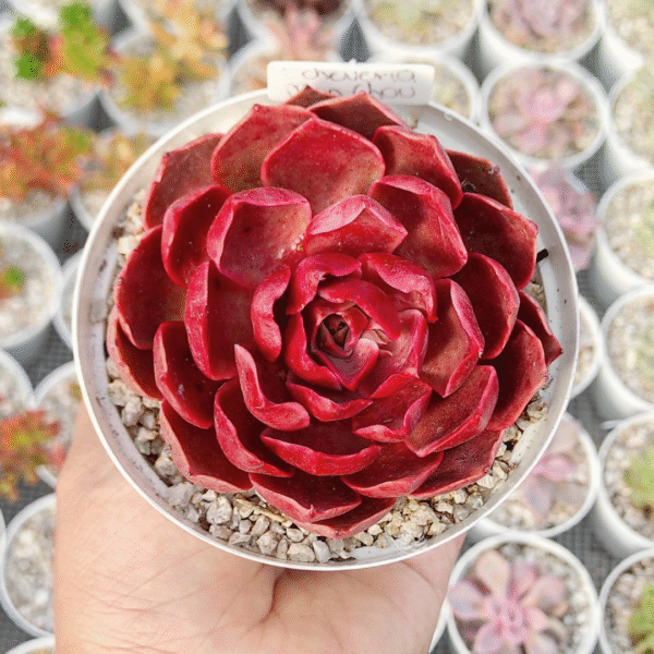 ECHEVERIA MON CHOU P10