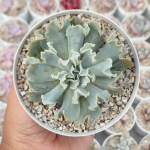 ECHEVERIA MEDUSA P10