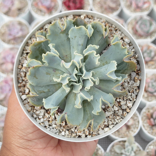 ECHEVERIA MEDUSA P10