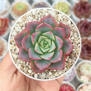 ECHEVERIA SUBCORYMBOSA LAU 030 X SIMULANS P8