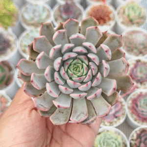ECHEVERIA PINK ZARAGOZA P9
