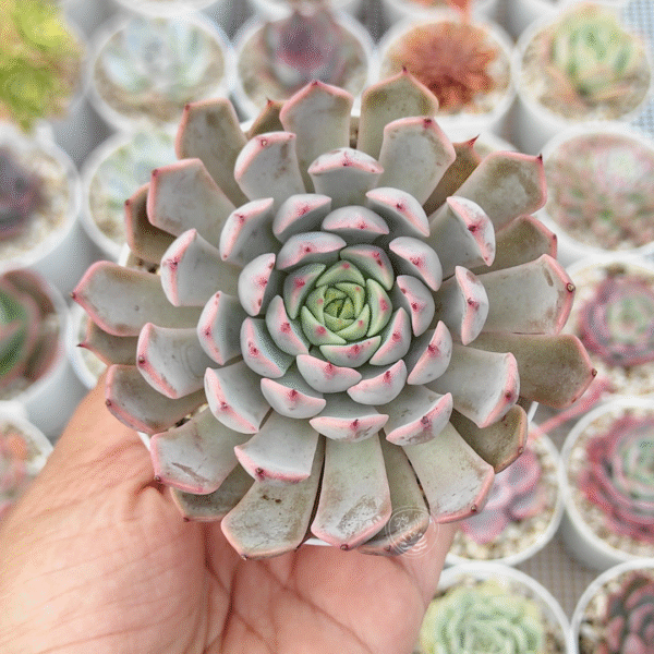 ECHEVERIA PINK ZARAGOZA P9