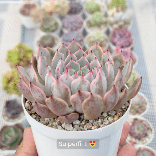 ECHEVERIA PINK ZARAGOZA P9 - Imagen 2