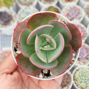 ECHEVERIA NEW HEIGHTS P8
