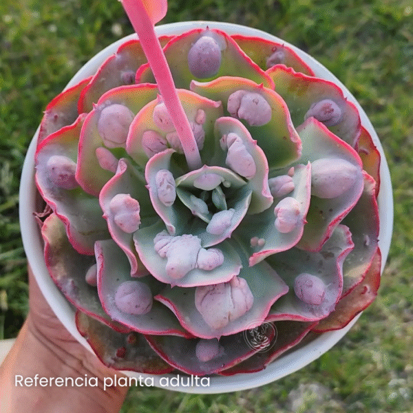 ECHEVERIA NEW HEIGHTS P8 - Imagen 2