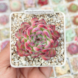 ECHEVERIA MARCEL P7