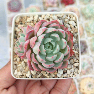 ECHEVERIA ALLEGRA P7