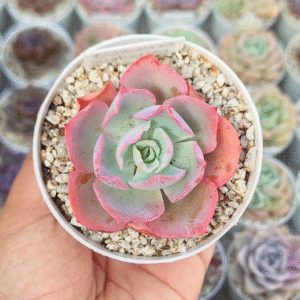 ECHEVERIA SAHARA P8