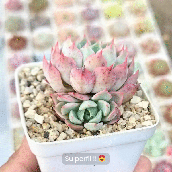 ECHEVERIA ALLEGRA P7 - Imagen 2