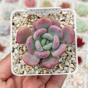 ECHEVERIA LEPE P7