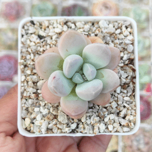 PACHYVERIA MUELLERI P7
