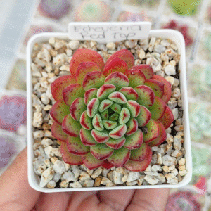 ECHEVERIA RED TOP P7