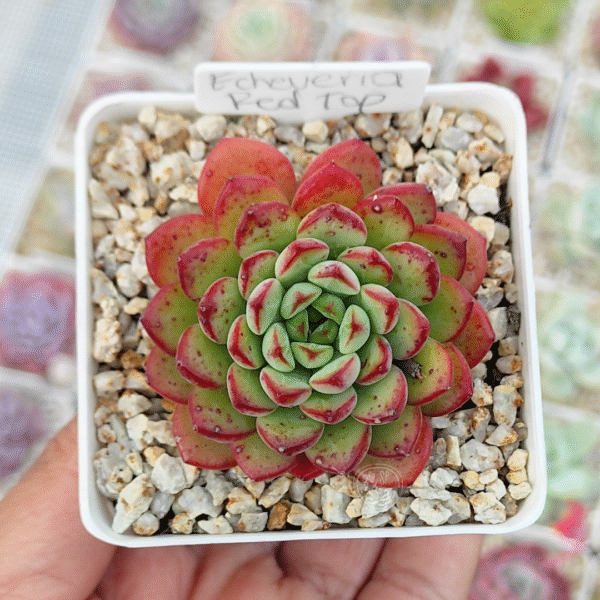 ECHEVERIA RED TOP P7