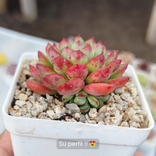 ECHEVERIA RED TOP P7 - Imagen 2