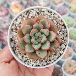 ECHEVERIA AMILA P8